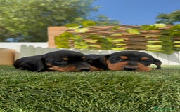 Teckel Miniatura perros en venta: TECKEL MINIATURA - Imagen 15
