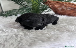 Caniche Toy perros en venta: CANICHE TOY MACHO - Anuncio 12