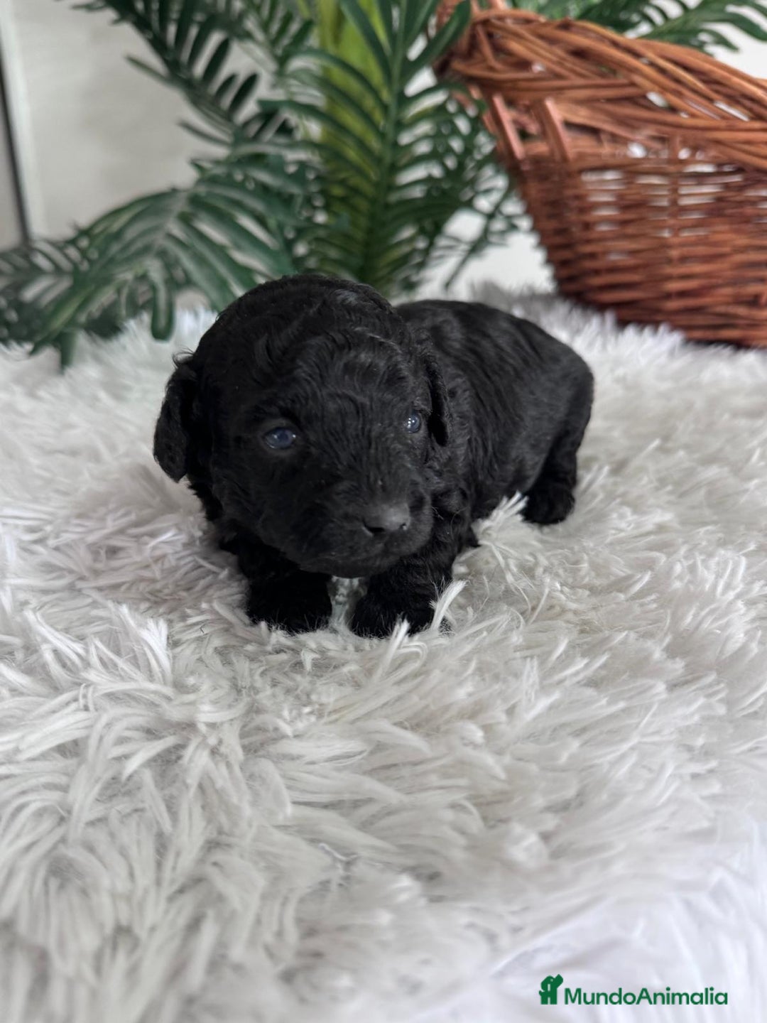 Caniche Toy perros en venta: CANICHE TOY MACHO - Anuncio 12