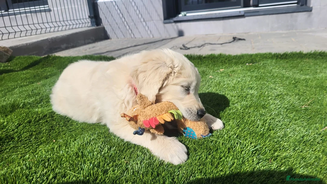 Golden Retriever perros en venta: Cachorros de golden retriever - Anuncio 5