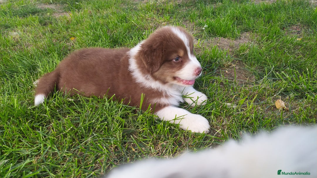 Pastor Australiano perros en venta: Espectacular camada de pastor Australiano. - Anuncio 2