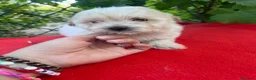 Maltipoo perros en venta: PRECIOSA HEMBRA MALTIPOO  - Anuncio 2
