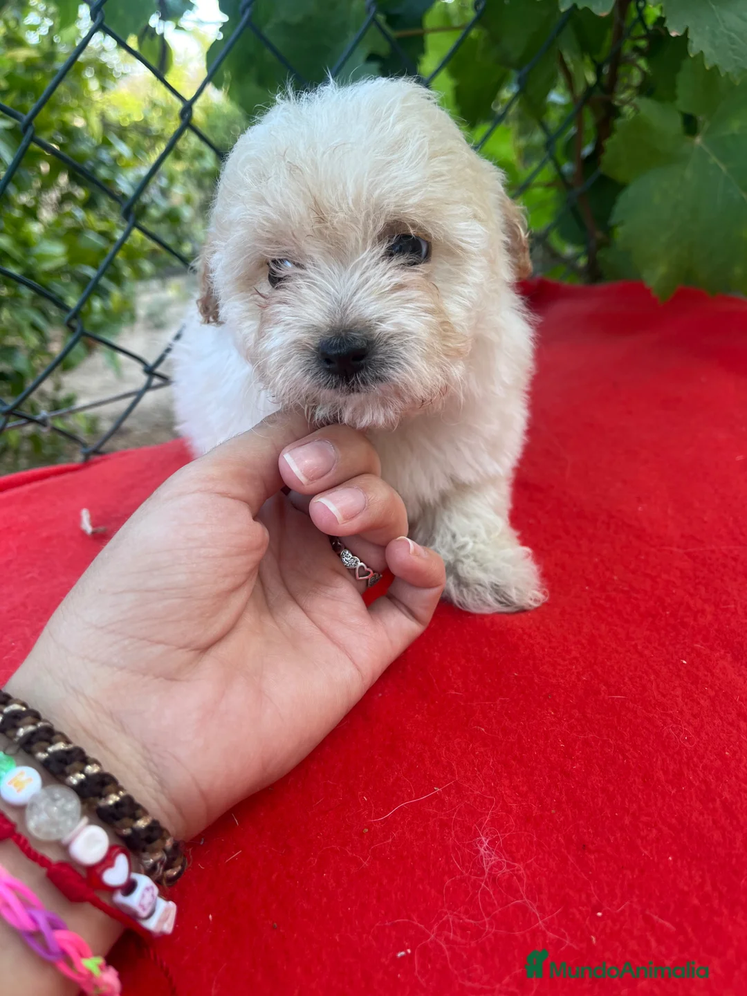 Maltipoo perros en venta: PRECIOSA HEMBRA MALTIPOO  - Anuncio 2