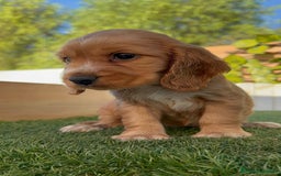 Cocker Spaniel Inglés perros en venta: COCKER SPANIEL INGLES - Imagen 8