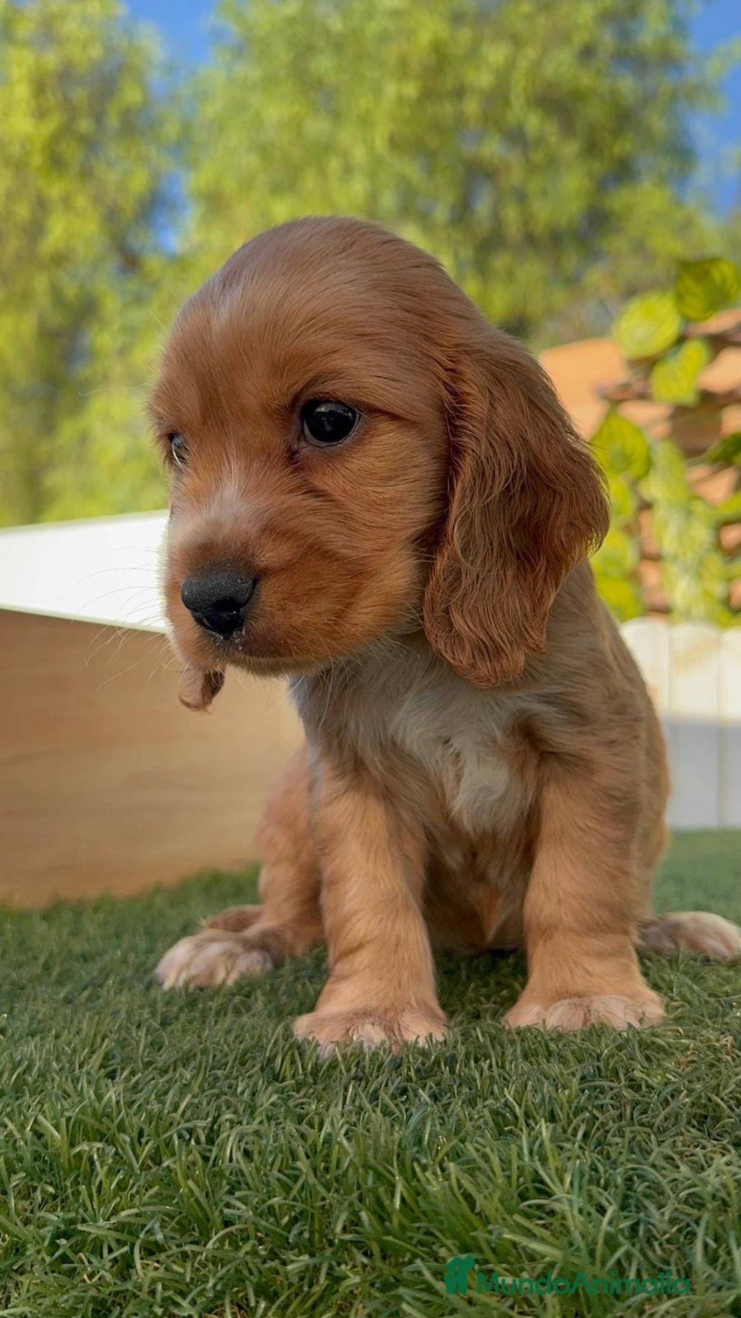 Cocker Spaniel Inglés perros en venta: COCKER SPANIEL INGLES - Imagen 8