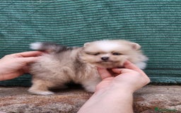 Pomerania perros en venta: Hembrita merle ojos azules  - Imagen 2