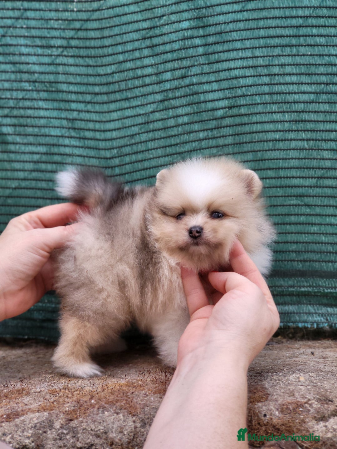 Pomerania perros en venta: Hembrita merle ojos azules  - Imagen 2