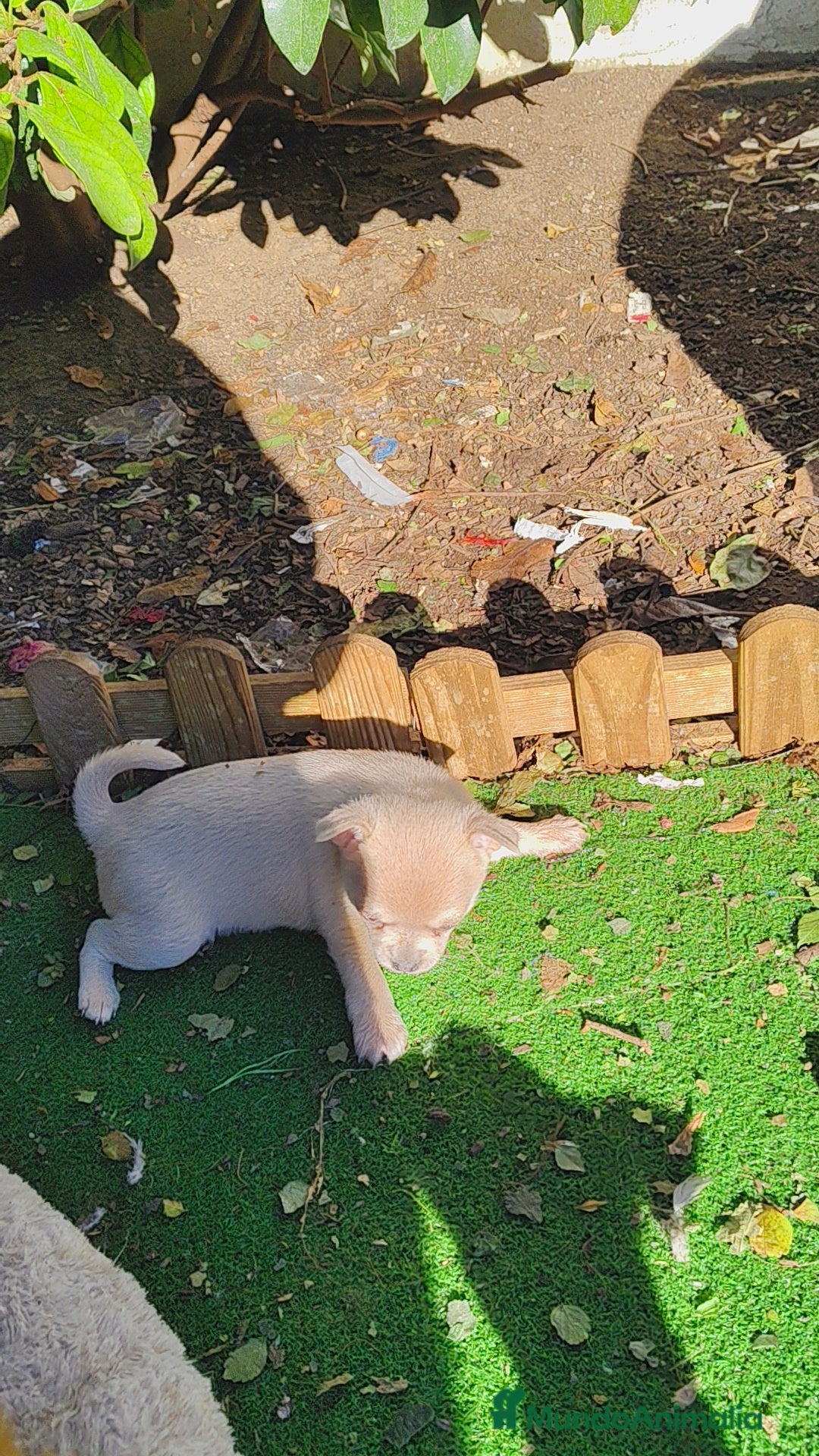 Chihuahua perros Chihuahua crema hembra  - Anuncio 2