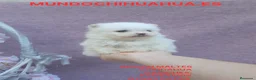 Pomerania perros en venta: PRECIOSO CACHORITO DE POMERANIA  - Anuncio 15