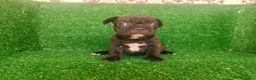Bulldog Francés perros en venta: Bulldog francés  - Anuncio 14