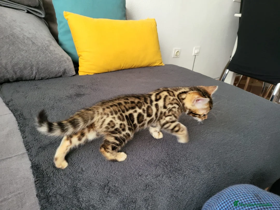 Bengalí gatos en venta: Bengalíes  en Cáceres - Anuncio 3