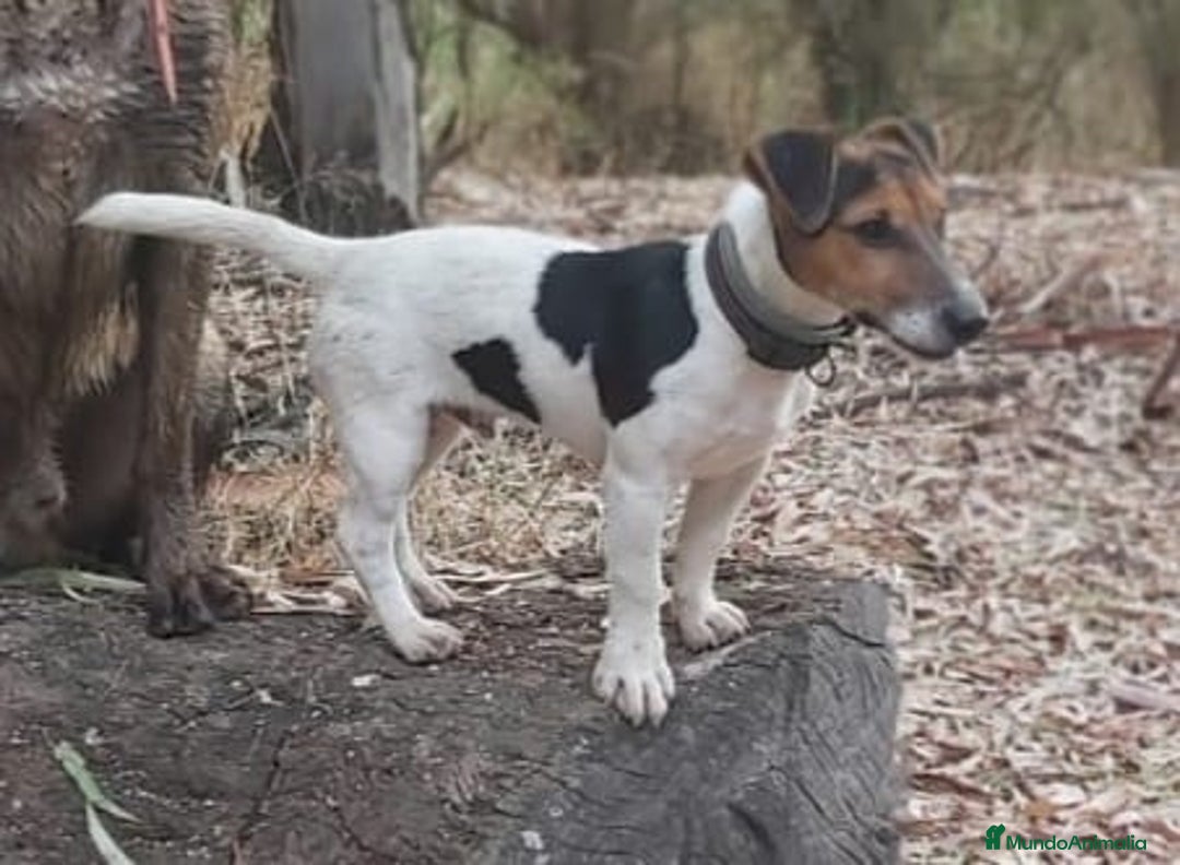 Jack Russell Terrier perros en venta: Jack Russell  - Imagen 4