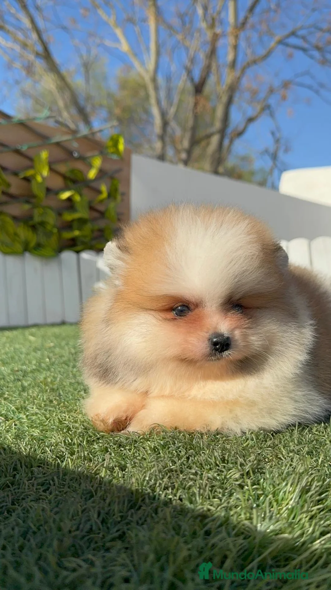 Pomerania perros en venta: POMERANIA MACHO - Anuncio 13