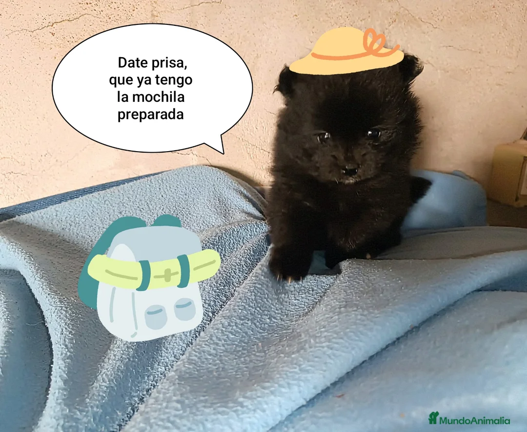 Pomerania perros en venta: POMERANIA HEMBRITA  - Anuncio 1