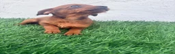 Raza Mixta perros en venta: Pootalian - Anuncio 5