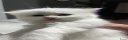 Persa gatos en venta: Gatos persas  - Anuncio 4