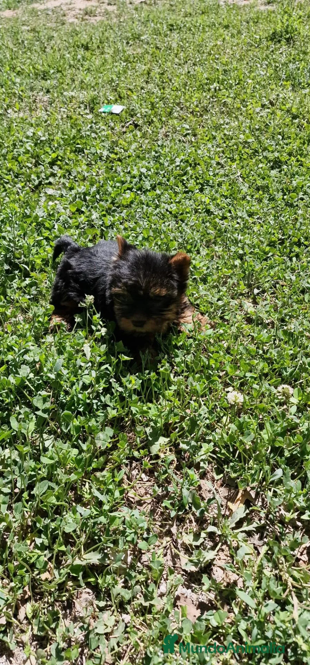 Yorkshire Terrier perros en venta: Yorkshire  - Anuncio 1