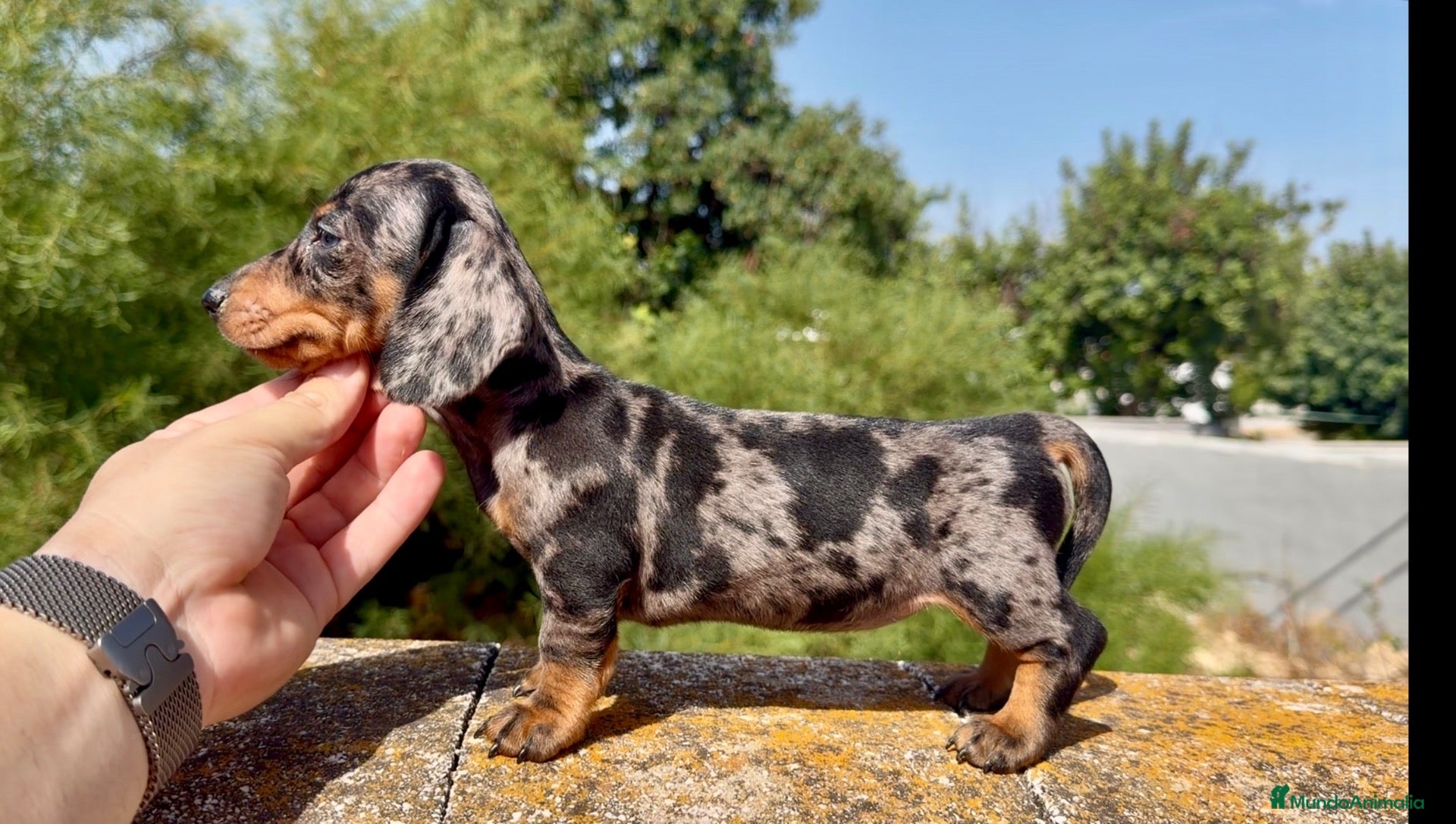 Teckel Miniatura perros Teckel arlequin silver  - Anuncio 1