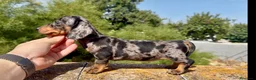 Teckel Miniatura perros en venta: Teckel arlequin silver  - Anuncio 1