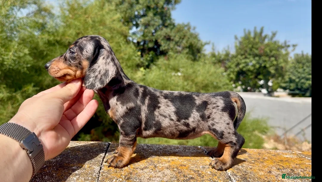 Teckel Miniatura perros en venta: Teckel arlequin silver  - Anuncio 1