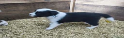 Border Collie perros en venta: Se venden border collie - Anuncio 2