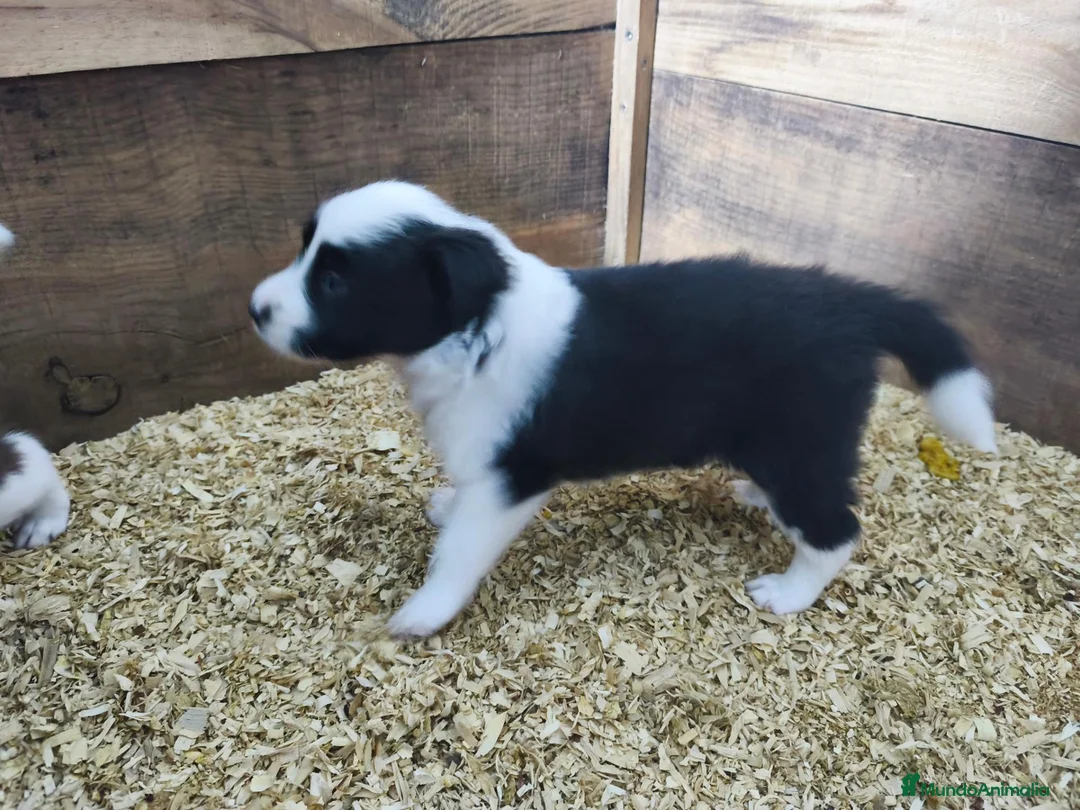 Border Collie perros en venta: Se venden border collie - Anuncio 2