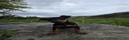 Pinscher Miniatura perros en venta: Precioso machito mini pincher - Anuncio 2
