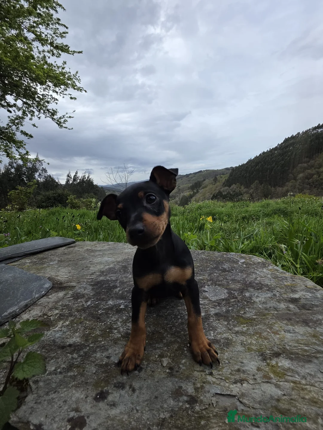 Pinscher Miniatura perros en venta: Precioso machito mini pincher - Anuncio 2
