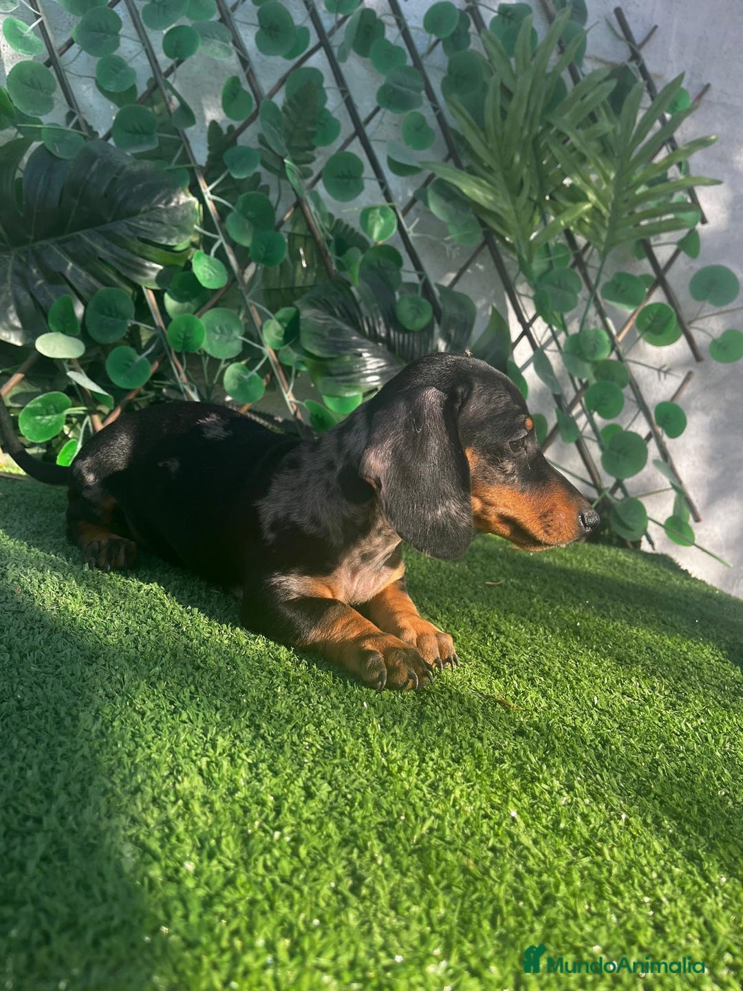 Teckel perros en venta: 🐶🌭¡Disponibles dos cachorros Teckel machos!🌭🐶 - Imagen 7
