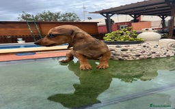 Teckel perros en venta: Teckel kanichen y mini - Imagen 3