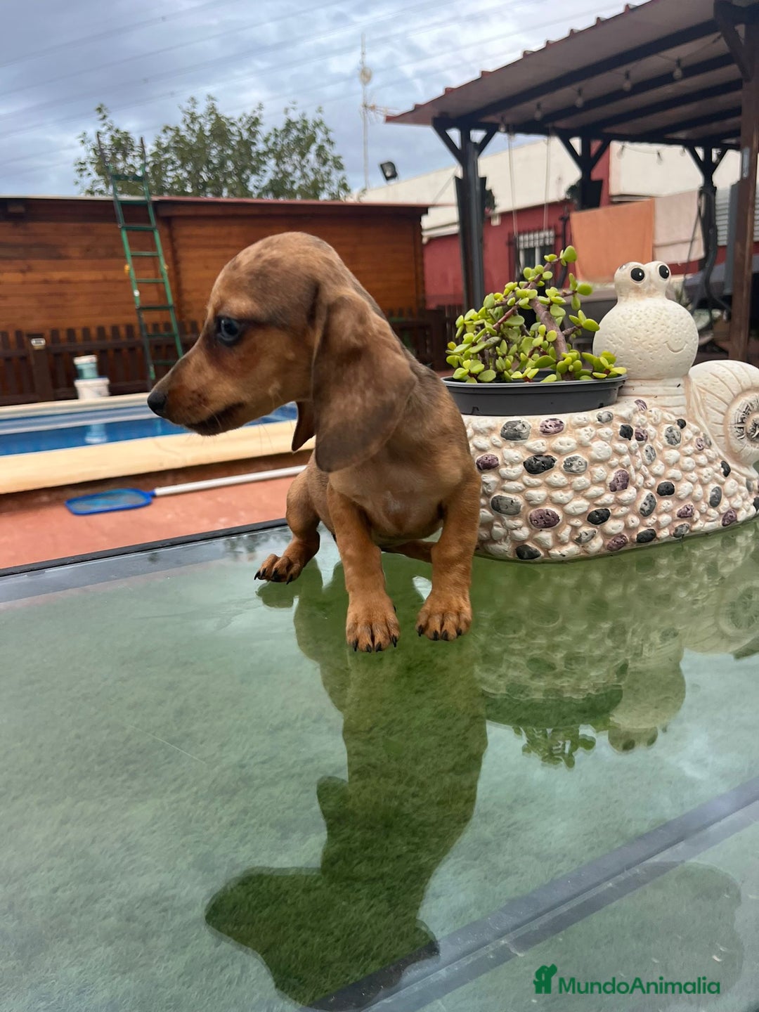 Teckel perros en venta: Teckel kanichen y mini - Imagen 3