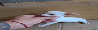 Chihuahua 1
