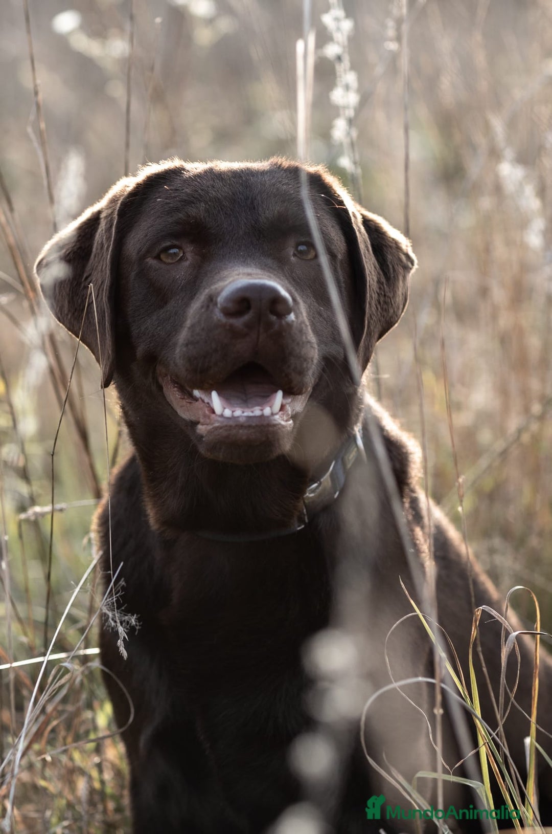 Labrador Retriever perros en venta: Cachorros de labrador chocolate top - Anuncio 3
