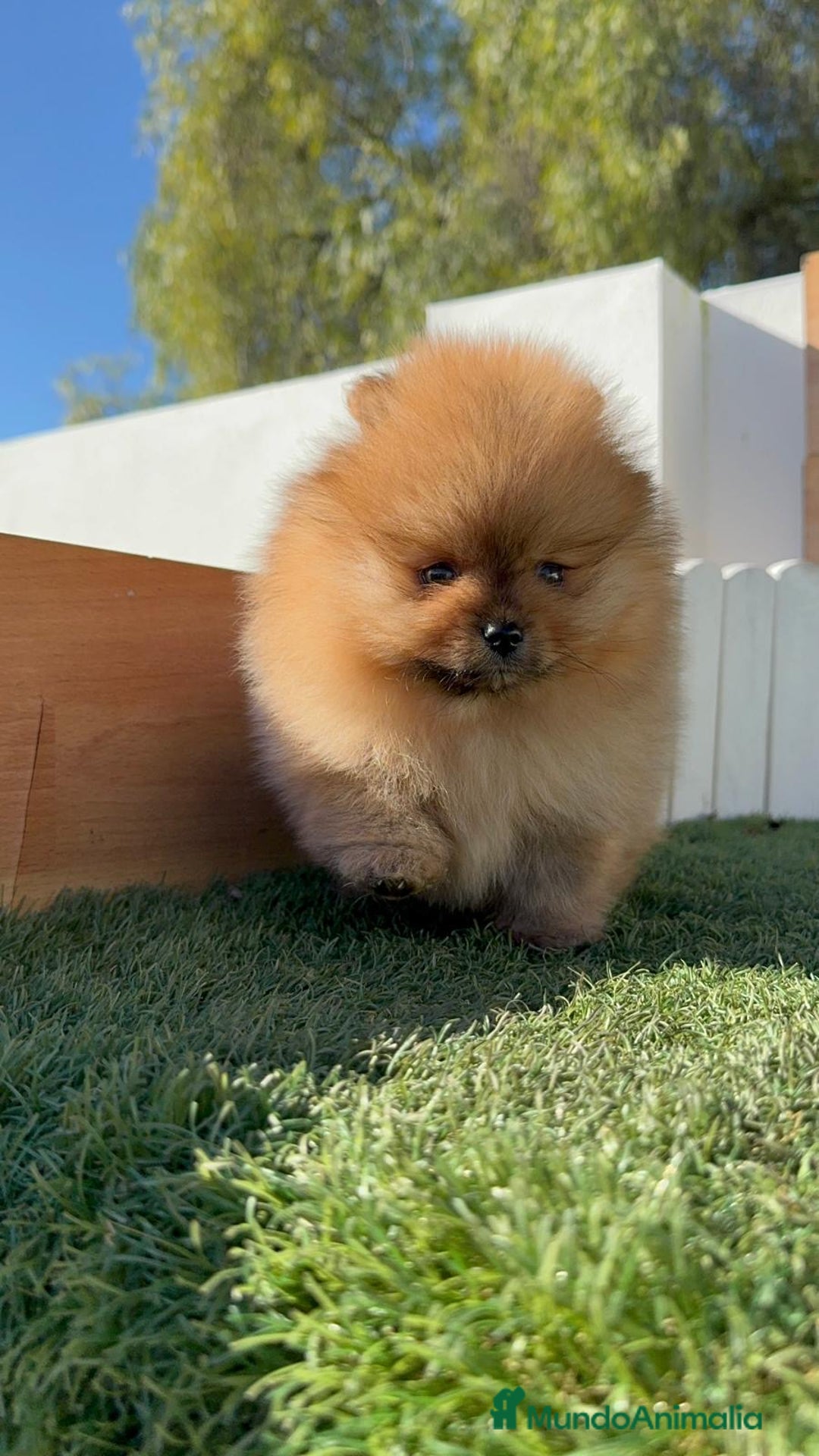 Pomerania perros en venta: POMERANIA HEMBRA CARA DE OSO - Anuncio 2