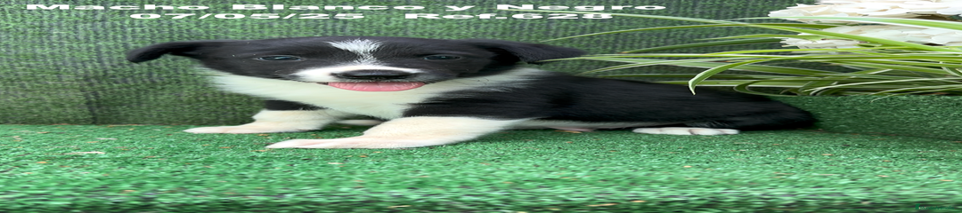 Border Collie Cachorro 5
