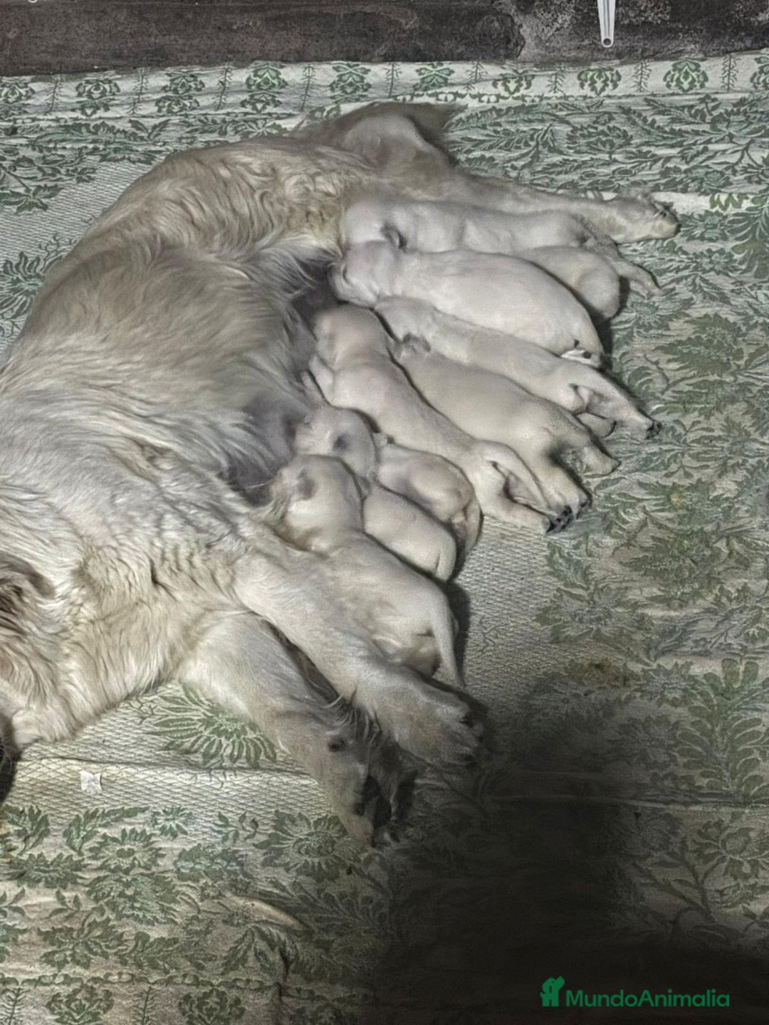 Golden Retriever perros en venta: NUEVAS CAMADAS GOLDEN RETRIEVER  - Imagen 12