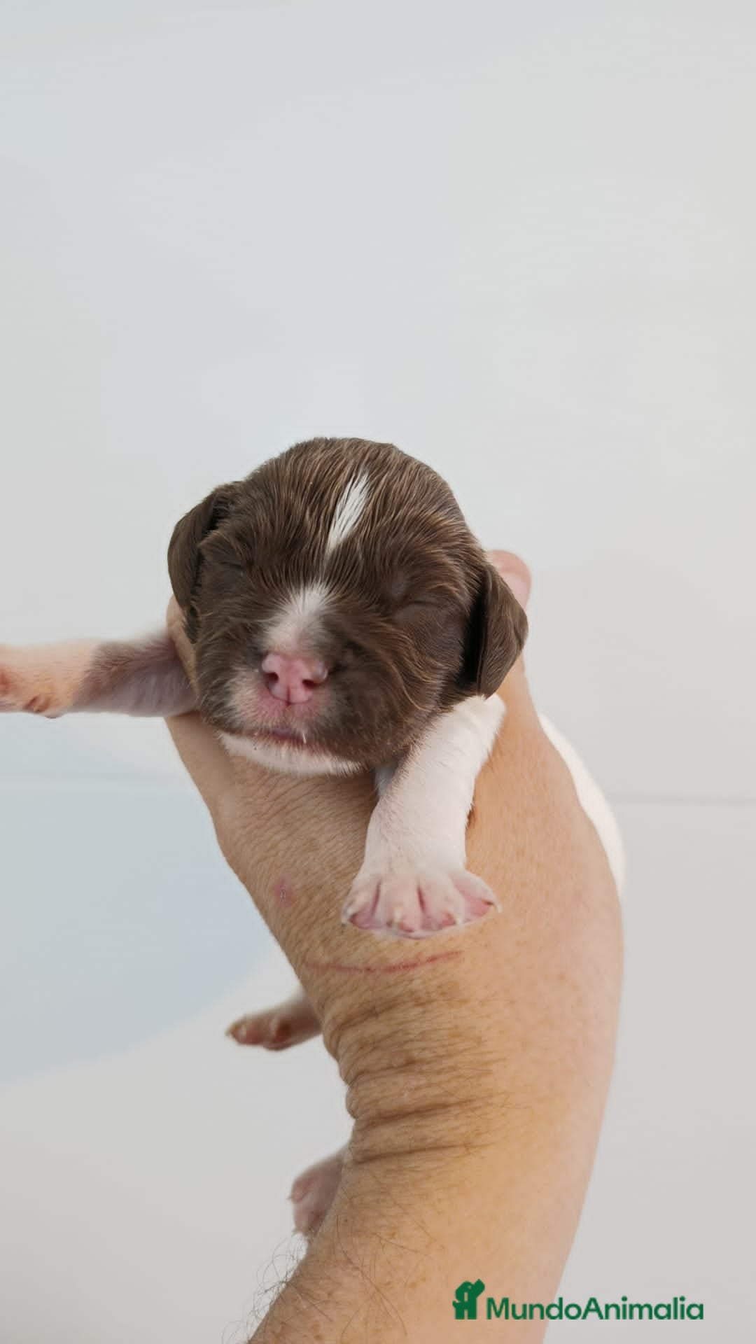 English Springer Spaniel perros en venta: Springer spanish - Imagen 2