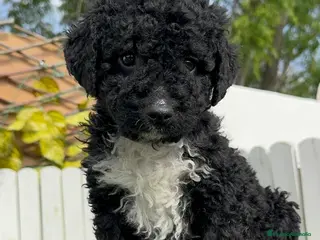 Perro de Agua Español perros PERRO DE AGUA ESPAÑOL - Anuncio 1