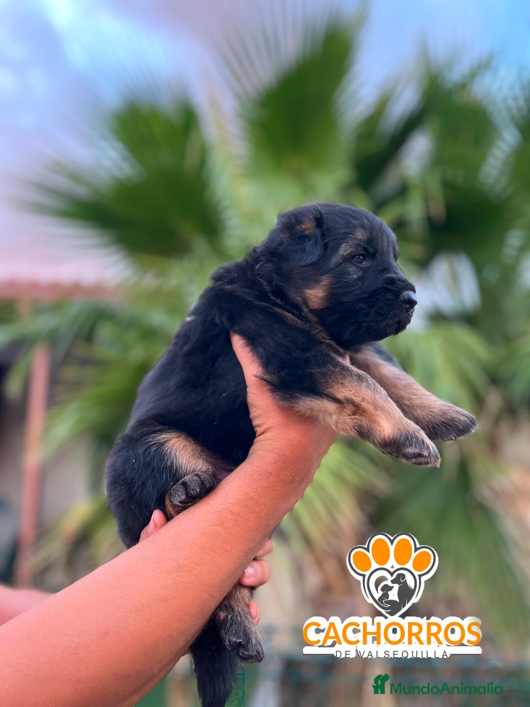 Pastor Alemán perros en venta: Pastor alemán  - Imagen 4