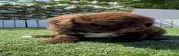 Perro de Agua Español perros en venta: PERRO DE AGUA ESPAÑOL - Anuncio 21