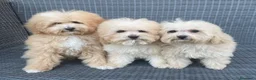 Caniche Toy perros en venta: Caniche toy rojos - Anuncio 4