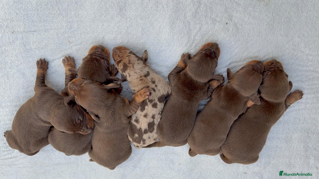 Teckel Miniatura perros en venta: TECKEL MINIATURA CHOCOLATE - Anuncio 1