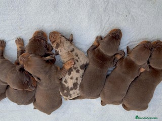 Teckel Miniatura perros TECKEL MINIATURA CHOCOLATE - Anuncio 1