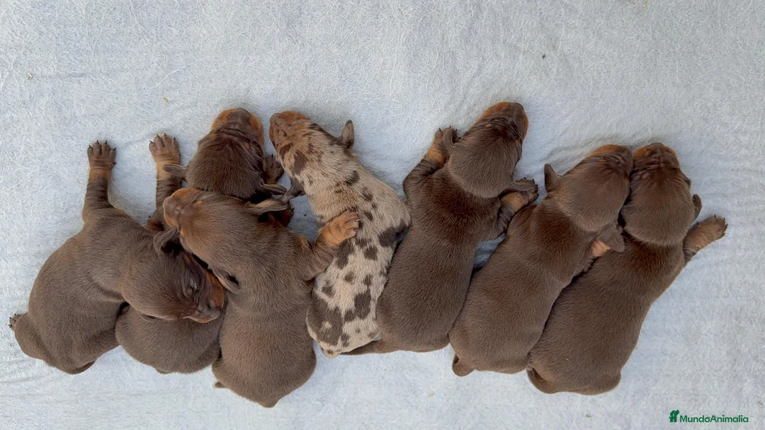 Teckel Miniatura perros en venta: TECKEL MINIATURA CHOCOLATE - Anuncio 1