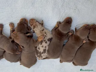 Teckel Miniatura perros TECKEL MINIATURA CHOCOLATE - Anuncio 35