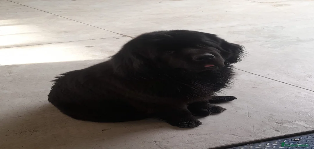 Imagen de galería {{count}}