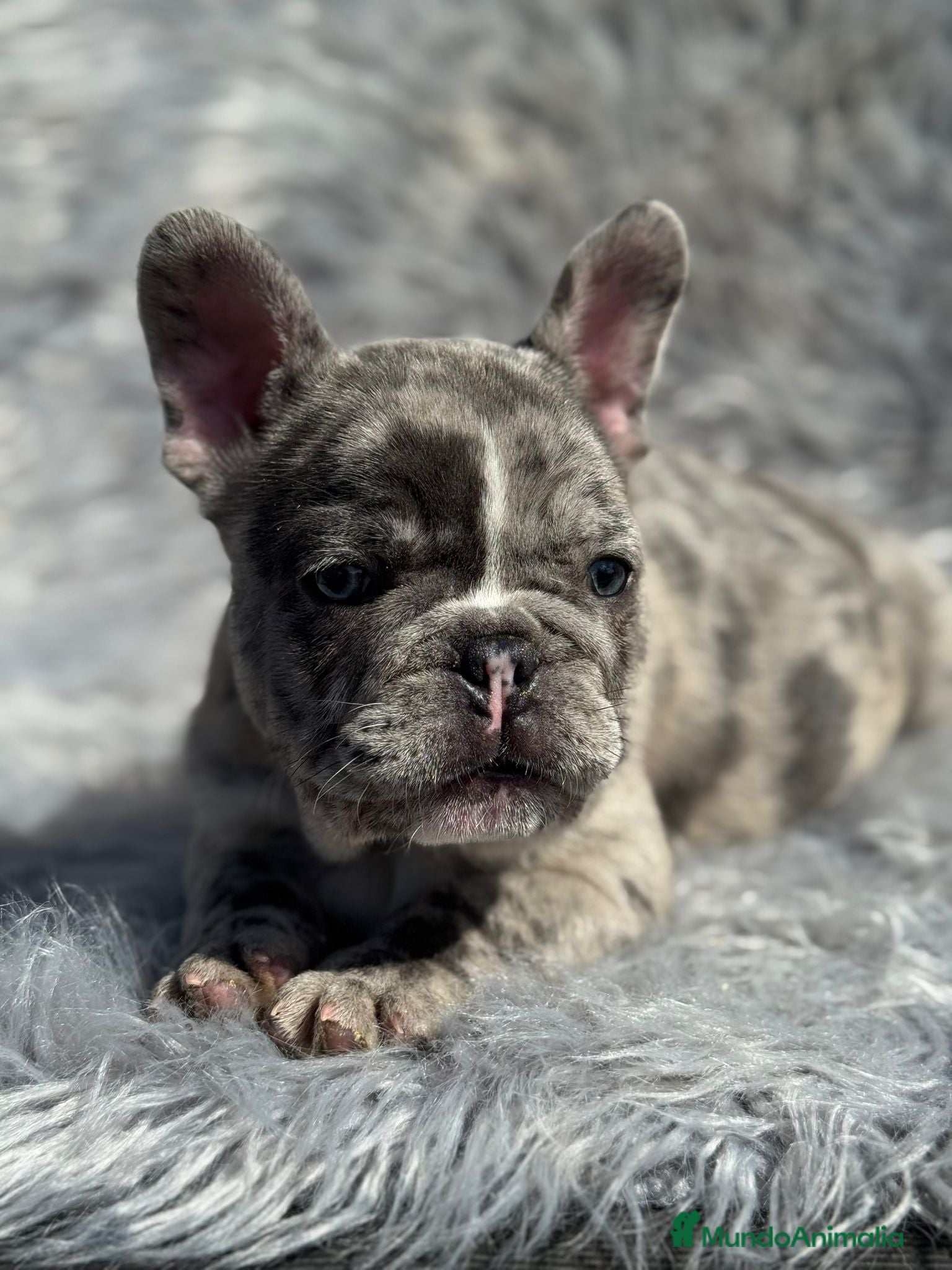 Bulldog Francés perros EXCELENTE BULLDOG EXÓTICO OJOS AZULES MERLE en Barcelona - Anuncio 2