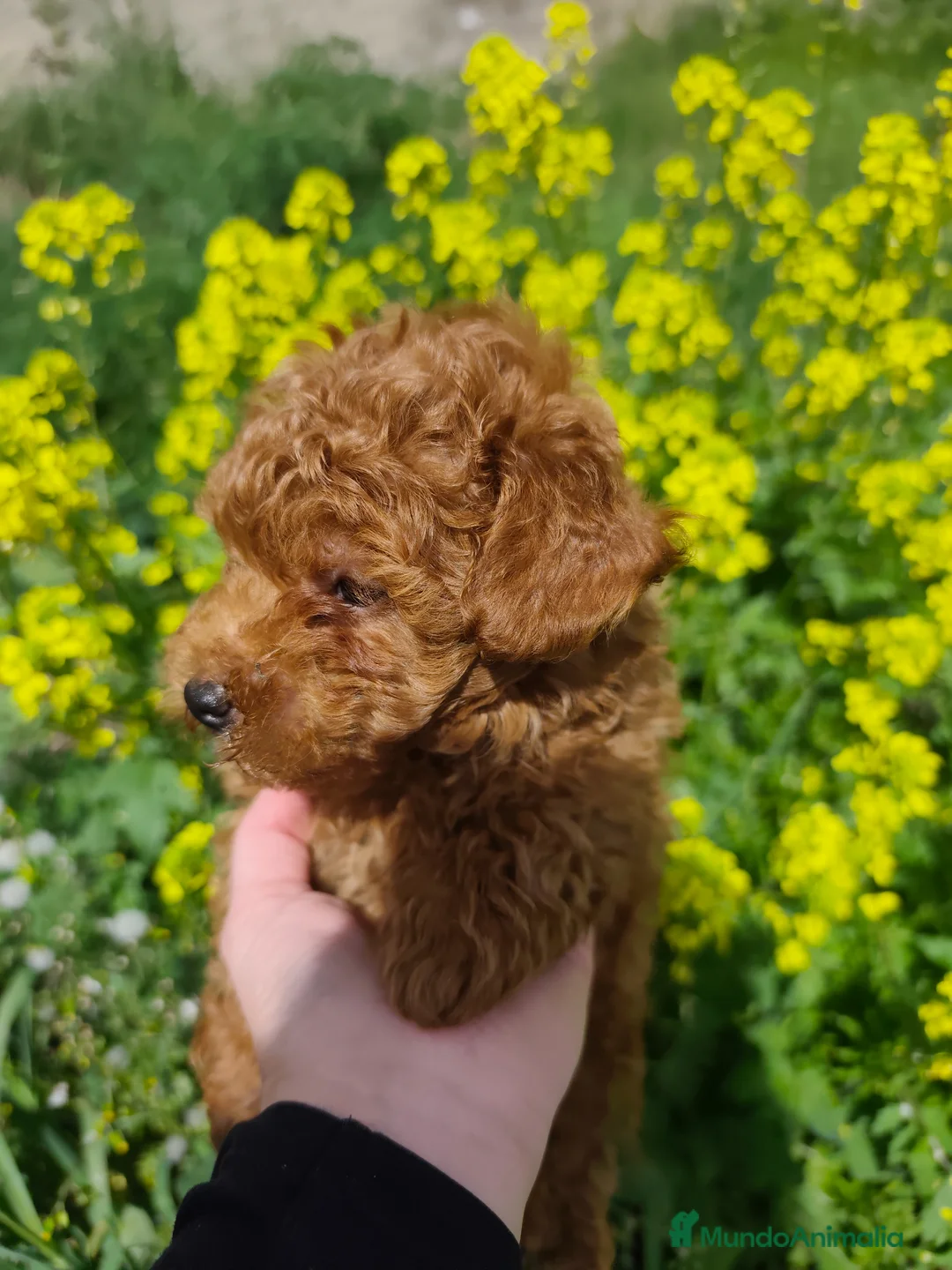 Caniche Toy perros en venta: Caniche Macho toy rojo en Madrid - Anuncio 2