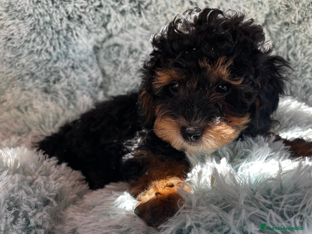 Caniche Toy perros en venta: Caniches toy - Imagen 12