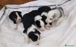 Border Collie perros en venta: Border collie  - Imagen 6